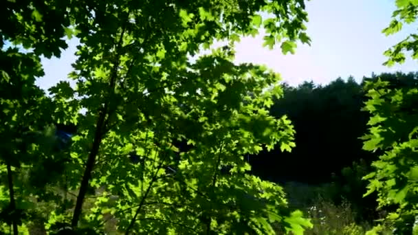 Sol Brillante Del Verano Brilla Través Corona Los Árboles Las — Vídeos de Stock