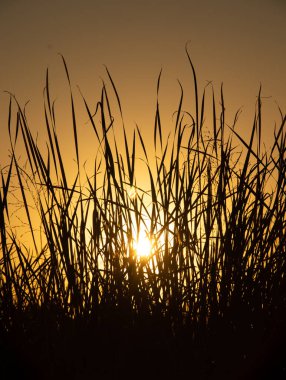 Günbatımı yaprakların arkasında