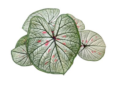 Canlı Caladium bicolor 'Beyaz Noel' bitkisinin yakın çekimi, dekoratif, kalp şeklinde yapraklarını sergiliyor. Yeşil damarlar ve hassas pembe noktalarla zıtlaşan çarpıcı beyaz renk onu ev dekorasyonu, bahçe dekorasyonu ve...