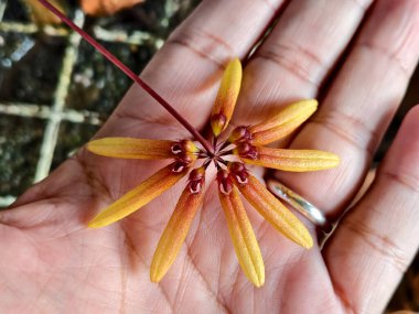 Nadir bulunan minyatür bir orkidenin yıldızımsı şeklini gösteren detaylı bir yakın çekim. İnce taç yaprakları sarı uçlardan sıcak turuncu-kırmızı bir tabana geçerek elle nazikçe tutulan koyu bordo dudak yapısını vurgular..