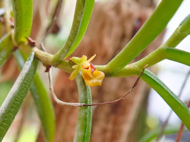 Epifiz orkidesinin küçük, sarı dudaklı çiçeği yumuşak doğal ışık altında yakalanan kalın, yeşil, sulu yaprak ve gövdeleri arasında merkezlenmiştir..