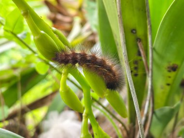 Taze yeşil tomurcukların üzerinde dinlenen tüylü bir tırtılın doğal dış görünüşü ile detaylandırılmış görüntüsü..