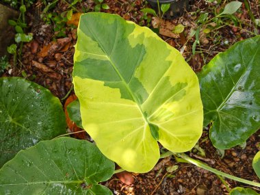 Sarı-yeşil desenli ve doğal tropikal desenli çeşitli bir Alocasia makrokorrhizos yaprağının yakın çekimi..