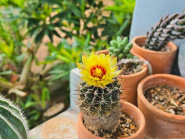 Soluk sarı bir çiçek ve kırmızı bir merkezle açan bir kaktüsün yakın çekimi, parlak güneş ışığı altında yumuşak yeşil bir arka planla yakalanır..