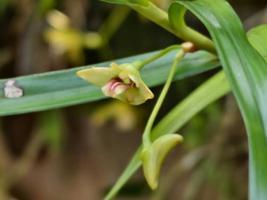 Vahşi bir Dendrobium 'un detaylı bir yakın çekimi. Soluk sarı yapraklar ve ince yeşil yaprakların arasında pembe bir merkez gösteren doğal bir orkide..