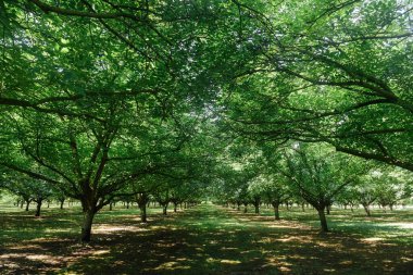 Ceviz çiftliği. Ceviz tarlası.