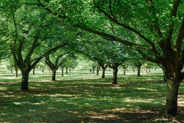 Ceviz çiftliği. Ceviz tarlası.