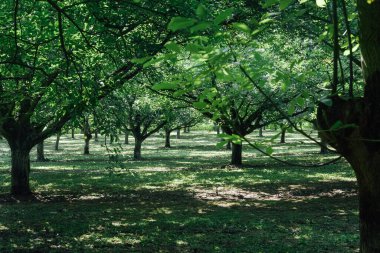 Ceviz çiftliği. Ceviz tarlası.
