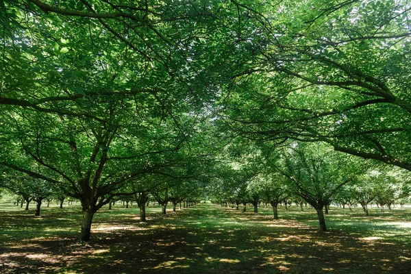 Ceviz çiftliği. Ceviz tarlası.