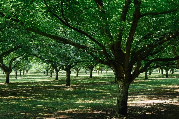 Ceviz çiftliği. Ceviz tarlası.
