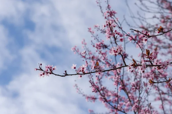 Eine Kirschblüte Kirschbaumblüte Kirschbaum Frühling — Stockfoto