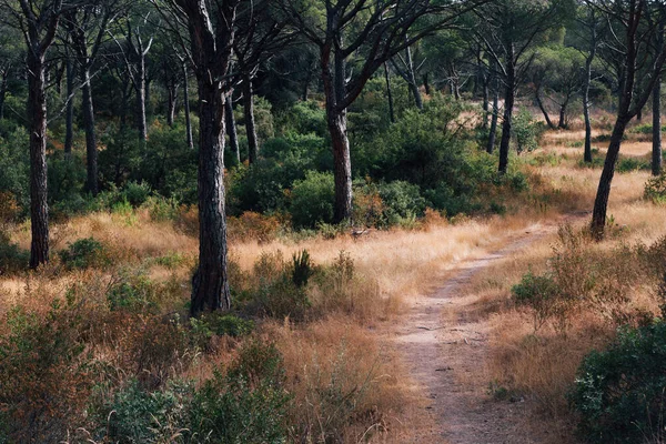 Çam ormanında bir patika. Çam ormanında yol. Ormanda yol