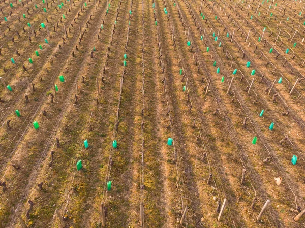 Kış boyunca üzüm bağlarının havadan görünüşü