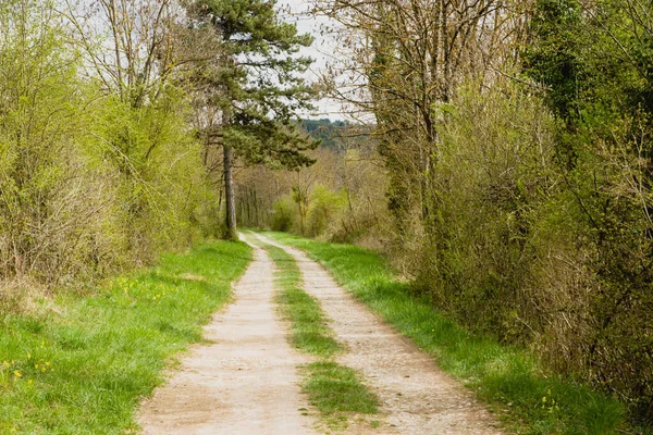 Scenic View Country Road Amidst Trees — Stock Photo, Image