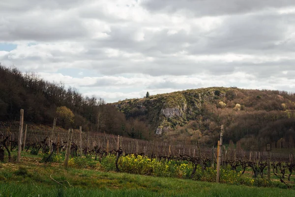 Gökyüzüne karşı bir kayanın önündeki üzüm bağlarının manzarası