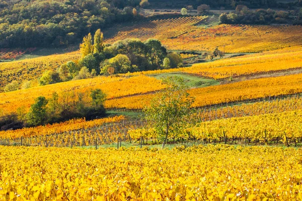 Sonbaharda üzüm bağlarının manzarası