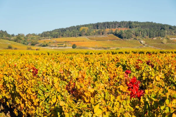 Vista Panorâmica Das Vinhas Durante Outono — Fotografia de Stock