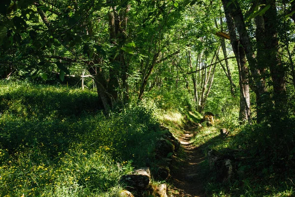 Ağaçların arasındaki patika manzarası. Ormanda bir patika.