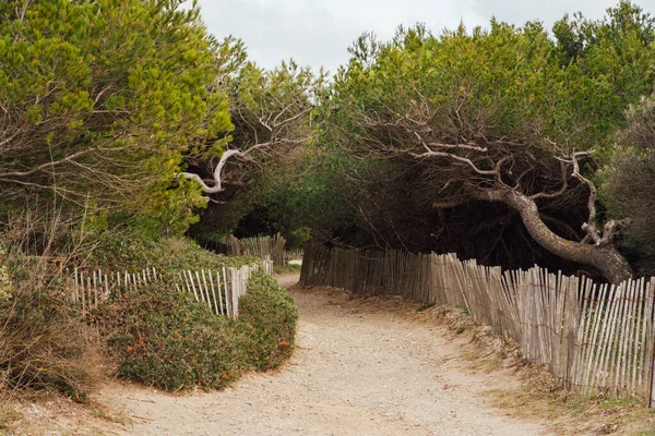 Ağaçların arasındaki kumlu yolun manzarası