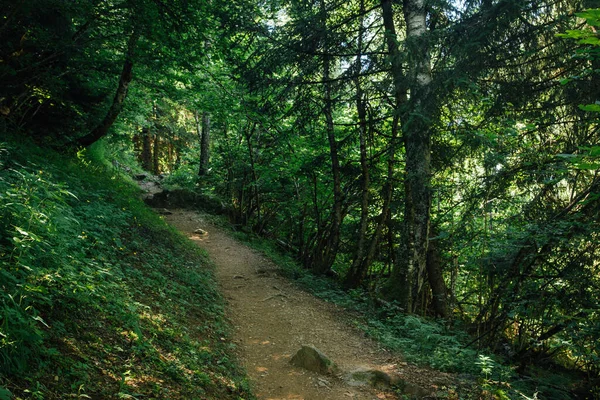 Ağaçların arasındaki patikanın manzarası.