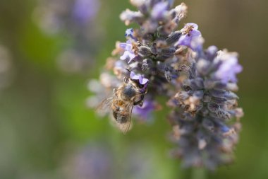 Lavanta kovanına yakın plan. Böcek tozlaşmasına yakın çekim