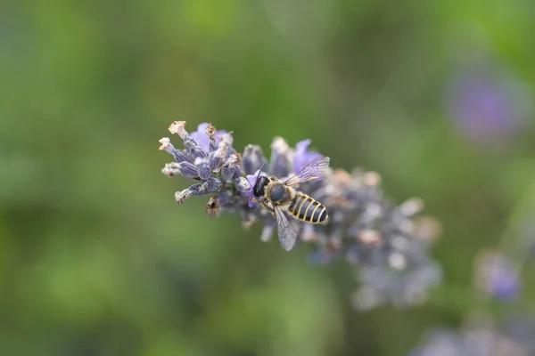 Close Bee Lavender Close Bug Pollination — Stock Photo, Image