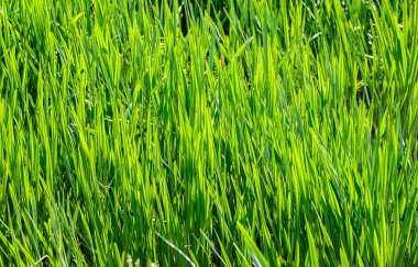 çim arka plan closeup fotoğraf