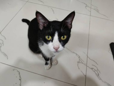 Siyah ve Beyaz Evcil Kedi Sakince Oturuyor Şirin Evcil Hayvan Portresi