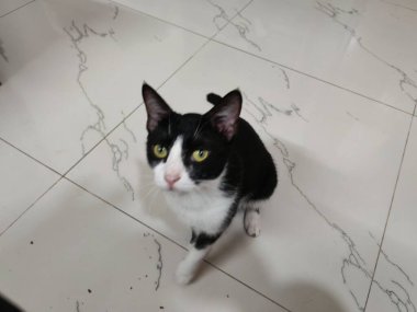 Siyah ve Beyaz Evcil Kedi Sakince Oturan Şirin Evcil Hayvan Portresi Siyah ve Beyaz Kedi Sakince Oturan Şirin Evcil Hayvan Portresi