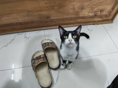 Siyah ve Beyaz Evcil Kedi Sakince Oturuyor Şirin Evcil Hayvan Portresi