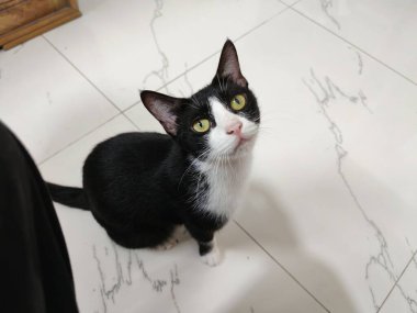 Siyah ve Beyaz Evcil Kedi Sakince Oturuyor Şirin Evcil Hayvan Portresi