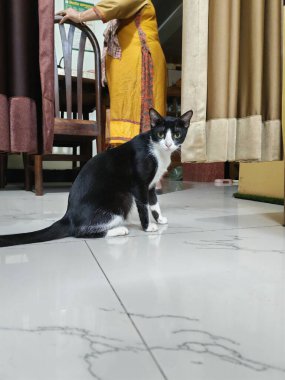 Siyah ve Beyaz Evcil Kedi Sakince Oturuyor Şirin Evcil Hayvan Portresi