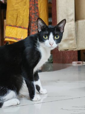 Siyah ve Beyaz Evcil Kedi Sakince Oturuyor Şirin Evcil Hayvan Portresi