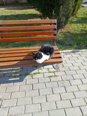 Kedi kürsüde uyuma