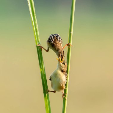 Sarı Güneş Kuşu, parlak bir sabahta Bokeh arka planıyla yavrusunu besliyor..