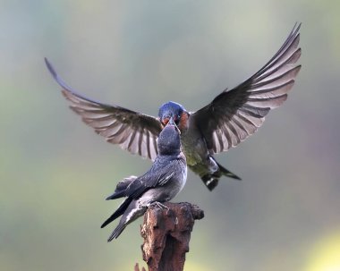 Kara Serçe, bokeh arka planıyla yavrularını besliyor.