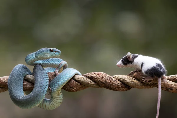 Corajoso Ratinho Atreve Olhar Para Uma Cobra Veneno Azul — Fotografia de Stock