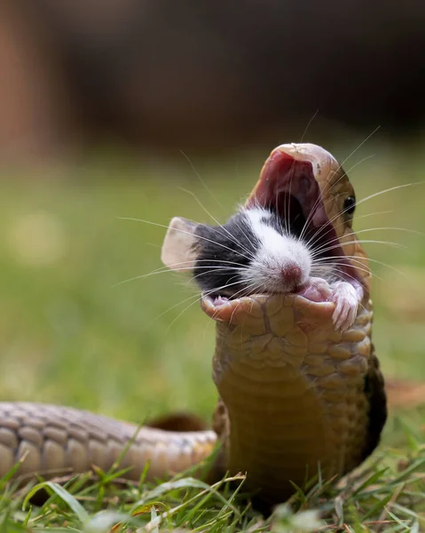 Brown big mouth Cobra swallowed a mouse as their natural prey