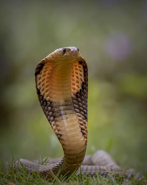 Dark Brown Cobra Estendeu Pescoço Pronto Para Atacar Presa — Fotografia de Stock