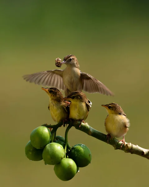 Sunbird Dedicado Apenas Alimentando Seus Filhotes Manhã Brilhante Com Fundo — Fotografia de Stock