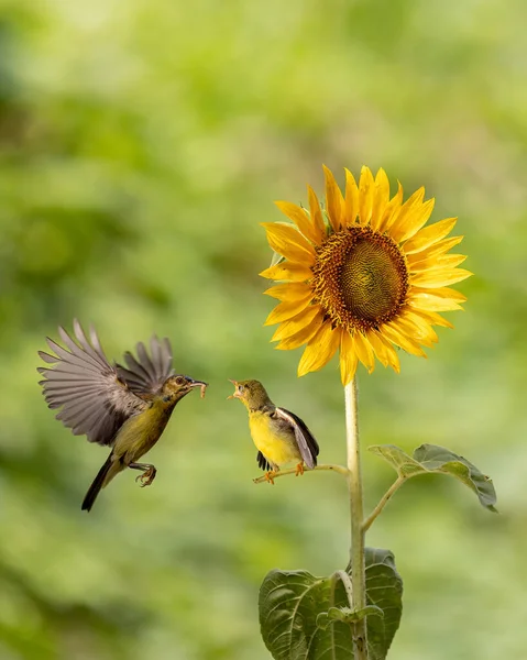 黄色的科洛奇鸟在花边喂小鸡 — 图库照片