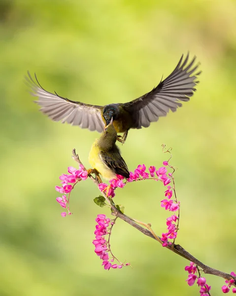 Amarelo Collibri Pássaro Alimentando Seu Filhote Sentado Flor Brach — Fotografia de Stock