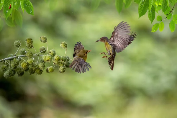 Gelber Collibri Vogel Füttert Küken Blütenstand — Stockfoto