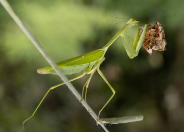 Yırtıcı Çekirge böceğini doğal bir av gibi besler. Sarı Kobri kuşu, çiçek brach 'ında oturan yavrusunu besler..