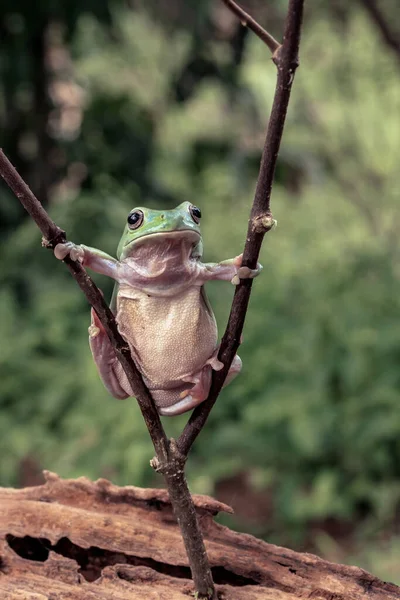 Red Eyed Tree Frog Standing Branch Tree — Zdjęcie stockowe