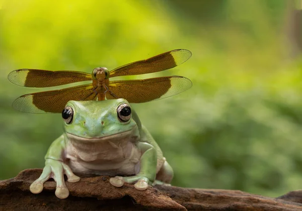 Árvore Olhos Vermelhos Está Sentado Madeira Velha Acompanhada Borboleta — Fotografia de Stock