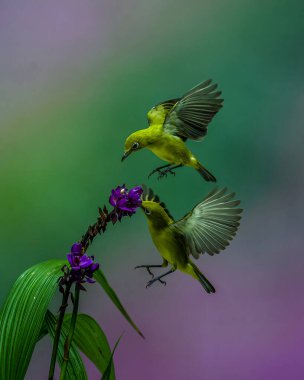 Sarı Colibri çifti güzel çiçeğin üzerinde süzülüyor