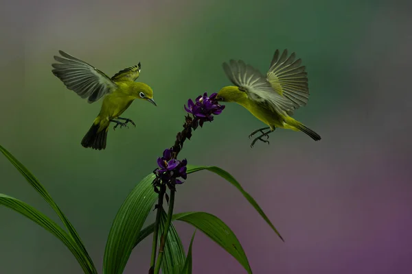 Casal Colibri Amarelo Pairando Flor Para Obter Néctar — Fotografia de Stock