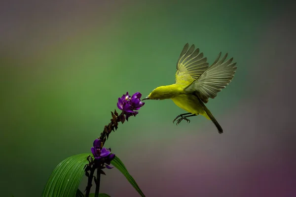 Amarelo Colibri Pairando Flor — Fotografia de Stock