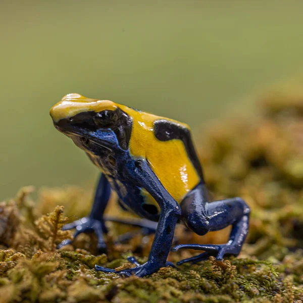 Beautiful Yellow Poisoned Dart Frog Sitting Rock Bokeh Background — Zdjęcie stockowe